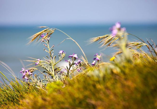 Maison à Bretignolles-sur-Mer - hoomy10134 Maison à Bretignolles-sur-Mer - hoomy10134